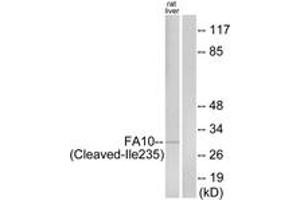 Image no. 1 for anti-Coagulation Factor X (F10) (AA 216-265), (Cleaved-Ile235) antibody (ABIN1536097)