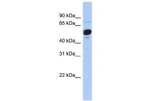 Image no. 1 for anti-Fibroblast Growth Factor Receptor Substrate 3 (FRS3) (Middle Region) antibody (ABIN630650)