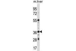 Image no. 2 for anti-G Protein-Coupled Estrogen Receptor 1 (GPER) (AA 345-375), (C-Term) antibody (ABIN952589)