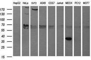 Image no. 1 for anti-Synaptophysin (SYP) antibody (ABIN1501259)