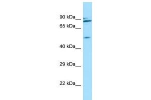 Image no. 1 for anti-Nucleoporin 54kDa (NUP54) (C-Term) antibody (ABIN2790486)