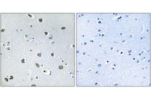 Image no. 2 for anti-Neurexophilin 4 (NXPH4) (AA 216-265) antibody (ABIN1535091)