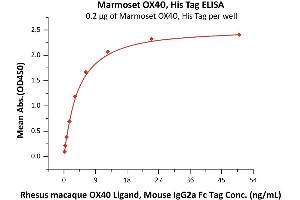 Immobilized Marmoset OX40, His Tag (ABIN5954939,ABIN6809978) at 2 μg/mL (100 μL/well) can bind Rhesus macaque OX40 Ligand, Mouse IgG2a Fc Tag (ABIN5954956,ABIN6253638) with a linear range of 0.