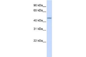 Image no. 1 for anti-Carbohydrate (N-Acetylglucosamine 6-O) Sulfotransferase 6 (CHST6) (Middle Region) antibody (ABIN2783541)