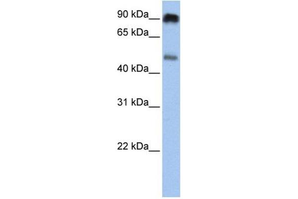 SLC45A2 antibody  (C-Term)