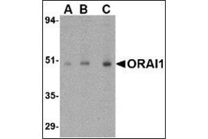 Image no. 1 for anti-ORAI Calcium Release-Activated Calcium Modulator 1 (ORAI1) (C-Term) antibody (ABIN500421)
