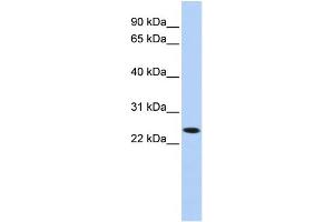 Image no. 1 for anti-Killer Cell Lectin-Like Receptor, Subfamily A, Member 1 (KLRA1) (N-Term) antibody (ABIN2782725)