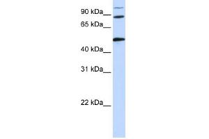Image no. 2 for anti-Component of Oligomeric Golgi Complex 4 (COG4) (Middle Region) antibody (ABIN2786106)