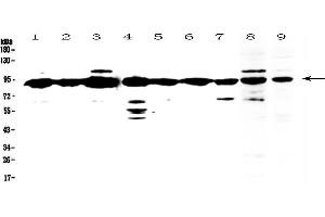 XRCC1 anticorps  (AA 538-633)