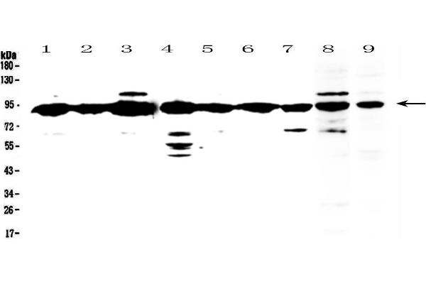 anti-X-Ray Repair Complementing Defective Repair in Chinese Hamster Cells 1 (XRCC1) (AA 538-633) antibody