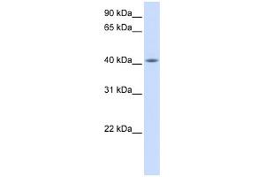 Image no. 1 for anti-Family with Sequence Similarity 54, Member A (FAM54A) (Middle Region) antibody (ABIN2773997)