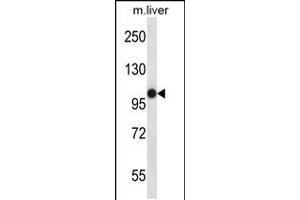 Image no. 1 for anti-Microtubule Associated serine/threonine Kinase-Like (MASTL) (AA 561-589) antibody (ABIN5537079)