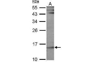 WB Image Sample (30 ug of whole cell lysate) A: NIH-3T3 12% SDS PAGE antibody diluted at 1:1000