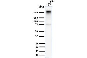 Image no. 1 for anti-Spectrin alpha 1, Erythrocytic (SPTA1) (AA 356-475) antibody (ABIN6940646)