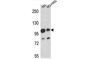 Image no. 2 for anti-Mastermind-Like 1 (MAML1) (AA 205-234), (Middle Region) antibody (ABIN953326)