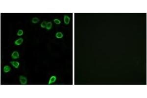 LAMa4 antibody  (AA 481-530)