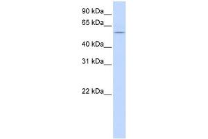 HBP1 anticorps  (Middle Region)