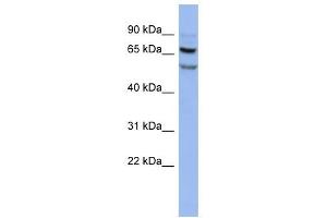 Image no. 1 for anti-FAD-Dependent Oxidoreductase Domain Containing 1 (FOXRED1) (N-Term) antibody (ABIN633466)