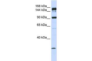 Image no. 1 for anti-ATP-Binding Cassette, Sub-Family A (ABC1), Member 5 (ABCA5) (C-Term) antibody (ABIN2781525)