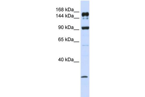 anti-ATP-Binding Cassette, Sub-Family A (ABC1), Member 5 (ABCA5) (C-Term) antibody