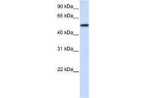 Image no. 1 for anti-Karyopherin alpha 3 (Importin alpha 4) (KPNA3) (N-Term) antibody (ABIN2785825)