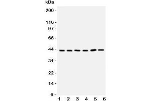 Image no. 3 for anti-Toll-Like Receptor Adaptor Molecule 2 (TICAM2) (C-Term) antibody (ABIN3029187)