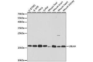 Image no. 1 for anti-Ubiquitin-Like 4A (UBL4A) antibody (ABIN6149851)