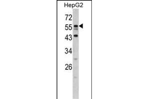 DONSON antibody  (N-Term)