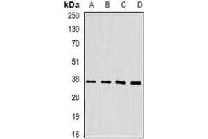 Image no. 3 for anti-FK506 Binding Protein 6, 36kDa (FKBP6) (full length) antibody (ABIN6005518)