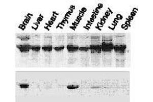 Image no. 3 for anti-Nucleobindin 2 (NUCB2) (AA 26-420) antibody (ABIN2452060)