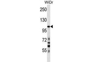 Image no. 2 for anti-Sushi Domain Containing 2 (SUSD2) (AA 715-745), (C-Term) antibody (ABIN955012)