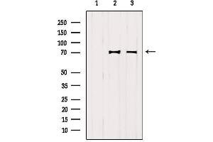 Image no. 3 for anti-Mitochondrial Antiviral Signaling Protein (MAVS) (C-Term) antibody (ABIN6265988)