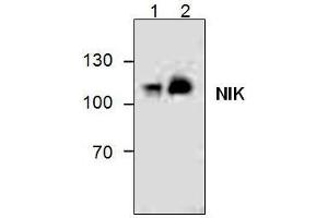 Image no. 1 for anti-Mitogen-Activated Protein Kinase Kinase Kinase 14 (MAP3K14) antibody (ABIN411546)