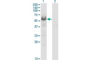 Image no. 3 for anti-Protein Phosphatase 3, Catalytic Subunit, alpha Isoform (PPP3CA) (AA 1-84) antibody (ABIN519132)