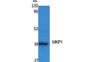 Image no. 2 for anti-Dual Specificity Phosphatase 1 (DUSP1) (Ser31) antibody (ABIN3185573)