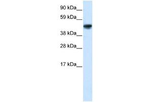 Image no. 2 for anti-Growth Arrest-Specific 7 (GAS7) (N-Term) antibody (ABIN2779231)
