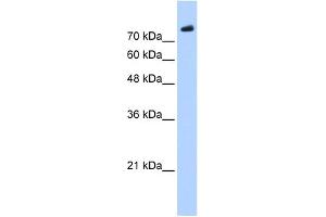 Image no. 1 for anti-PHD Finger Protein 20 (PHF20) (C-Term) antibody (ABIN2774935)