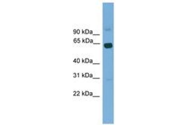 LCORL antibody  (AA 301-350)