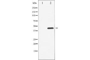Image no. 6 for anti-Checkpoint Kinase 1 (CHEK1) (pSer296) antibody (ABIN6256251)