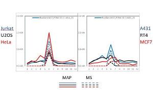 PAGE-MAP (microsphere affinity proteomics) of Rabbit Anti-PCNA Antibody (ABIN129712).