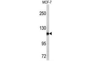 Image no. 1 for anti-Aminopeptidase Puromycin Sensitive (NPEPPS) (C-Term) antibody (ABIN453303)