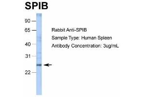 Image no. 2 for anti-Spi-B Transcription Factor (Spi-1/PU.1 Related) (SPIB) (C-Term) antibody (ABIN2777288)