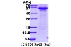 Image no. 1 for CASP8 and FADD-Like Apoptosis Regulator (CFLAR) (AA 1-480) protein (ABIN935116)
