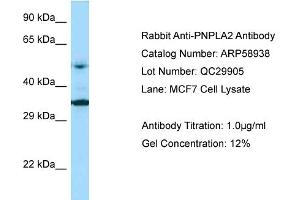 Image no. 1 for anti-Patatin-Like phospholipase Domain Containing 2 (PNPLA2) (Middle Region) antibody (ABIN2787884)