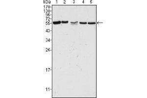 Image no. 3 for anti-P21-Activated Kinase 2 (PAK2) antibody (ABIN969338)