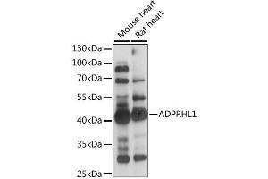 ADPRHL1 anticorps