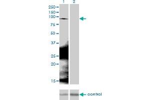 Image no. 4 for anti-Catenin (Cadherin-Associated Protein), beta 1, 88kDa (CTNNB1) (AA 682-781) antibody (ABIN514758)