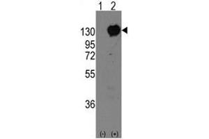 Image no. 1 for anti-M-Cadherin (CDH15) (C-Term) antibody (ABIN356923)