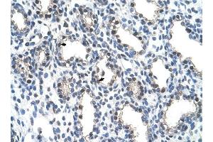 Image no. 1 for anti-THO Complex 4 (THOC4) (N-Term) antibody (ABIN629900)