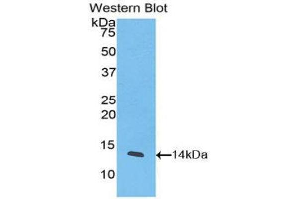 anti-Chemokine (C-X-C Motif) Ligand 11 (CXCL11) (AA 22-94) antibody